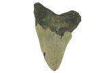 Bargain, Fossil Megalodon Tooth - North Carolina #295362-1